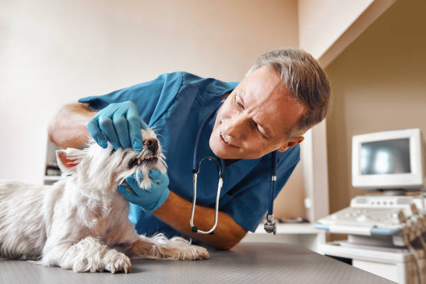 Best Emergency Care for Gum Disease in Wright Patterson Af, OH
